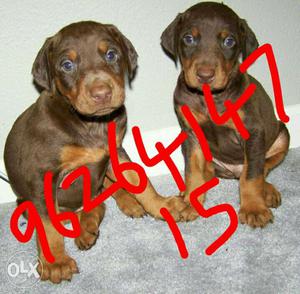 Show quality doberman male puppies for sales
