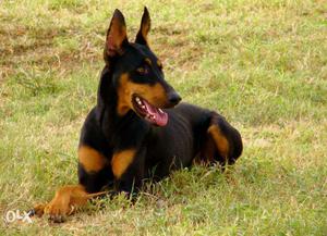 Show quality doberman male puppies for sales for best in a