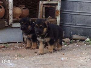 Show quality german shepherd pups ready for sale