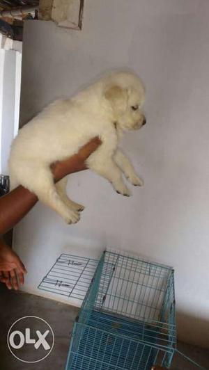 Show quality golden retriver puppies for sale