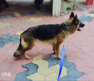 Show quality gsd female with certificate