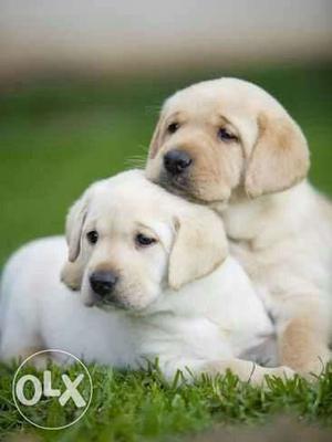 (Show quality lab) puppies avable pure breed home delivry