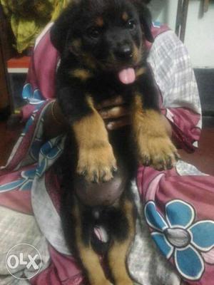 Show quality rottweiller puppys female available