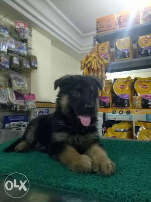 Show wining German shepherd puppies available.
