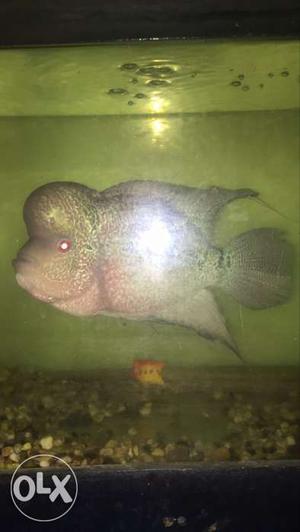 Silver And Pink Flowerhorn