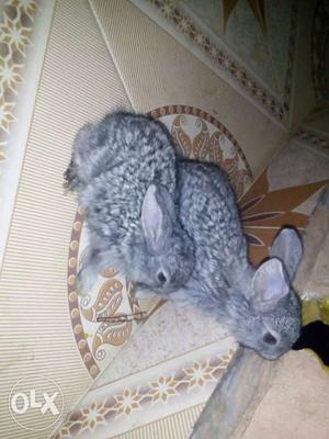 Silver and silver colour rabbits