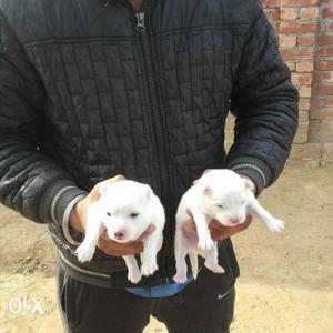 Singh kennel milky white pom puppies avilable