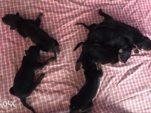 Six Black-and-tan Short Coat Puppies