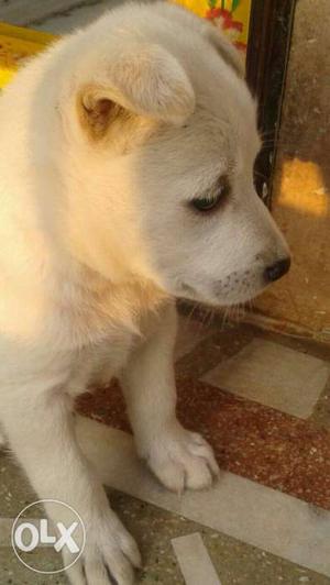 Small Short-coated White Dog