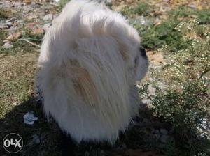Small White Long-coat Dog