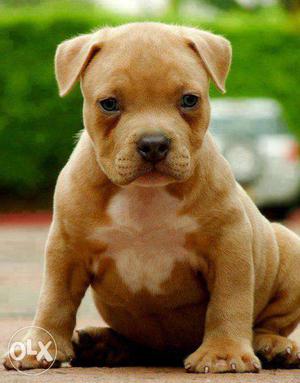 Super Very Pitbull puppies super for sell in Happy kennel