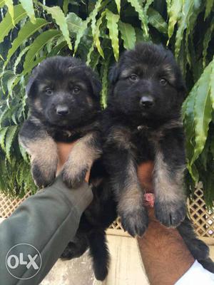 Super show quality German Shepherd puppies