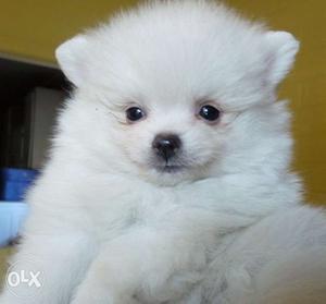 Superb quality pomerian puppys very healthy and