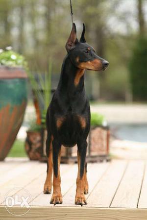 Supper quality Doberman puppy for sall 100%pour selll for