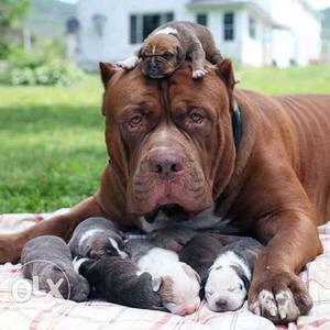 Tan American Pit Bull Terrier And Puppy Litter