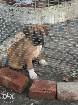 Tan And White Short Coat Puppy