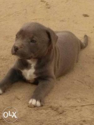 Thailand Import american bully female pup grand