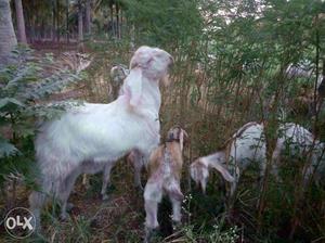 Thalasery male goat 1.5 year old