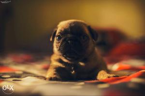 The female Pug puppy is available to adopt.The puppy