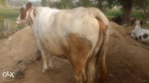 This cow high breed cow full healthy and milk