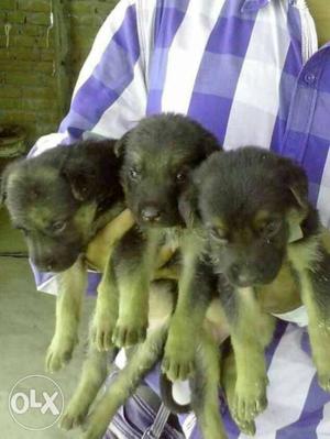 Three Black German Shepherd Puppies