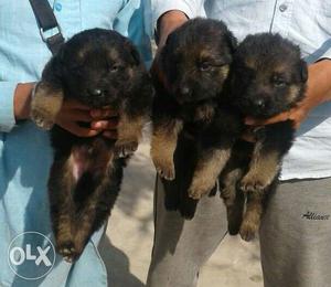 Three German Shepherd Puppies Litter
