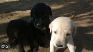 Three Short Coated Puppies