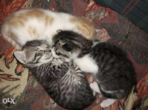 Three Silver And Orange Tabby Kittens