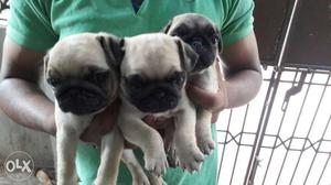 Three Silver Fawn Pug Puppie.kci certified