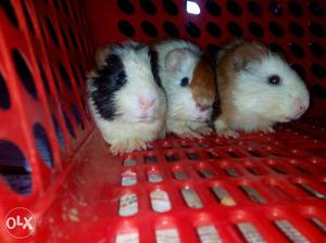Three White And Brown Guinea Pigs