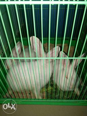 Three White Rabbits In Green Metal Cage