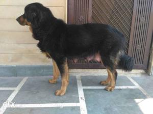 Tibetan Mustiff (Gaddi) Pure High Quality Pups Males Females