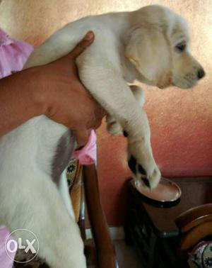 Too heavy Female lab puppy for sale