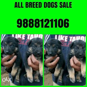Top quality German Shepherd male and female puppy