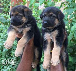 Top quality black and tan German puppies
