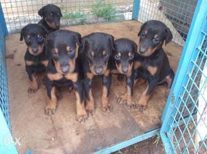 Top quality doberman puppies available male price