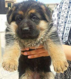 Top quality german shepherd pups ready for sale