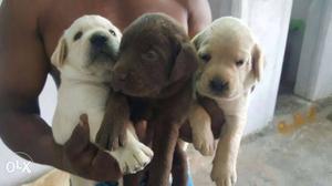 Top quality labrador pups for sale..each