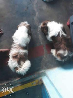 Top quality shihtzu 4 month old two male pups available for