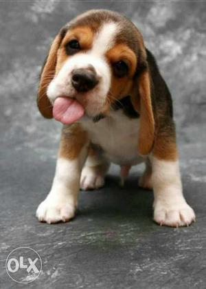 Tricolor Beagle Puppies avable pure breed