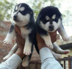 Two Alaskan Malamute Puppies