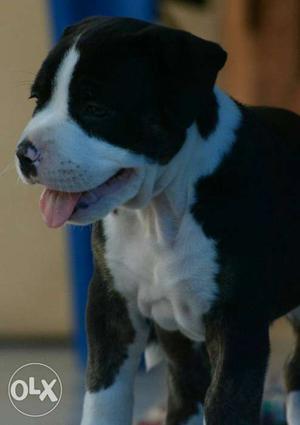 Two American Staffordshire terrier female puppies