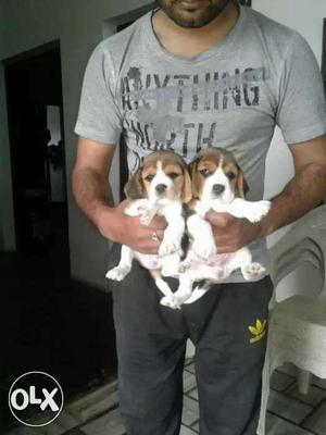 Two Beagle Puppies