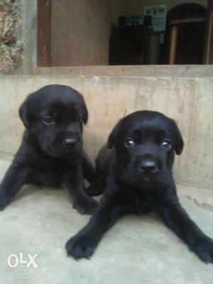 Two Black Labarador Retriever Puppies