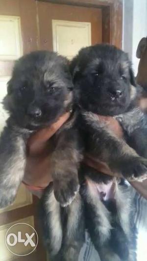 Two Black-and-brown Medium Coat Puppies