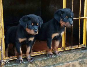 Two Black-and-tan Rottweiler Puppies