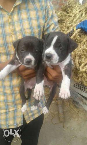 Two Black-and-white Short Coat Puppies