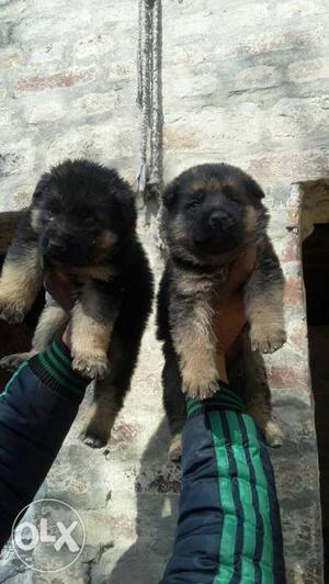 Two Brown And Black Puppies
