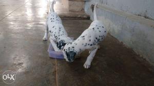 Two Dalmatian Puppies