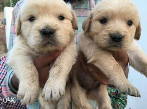 Two Light Golden Retriever Puppies